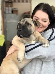 Tierheim La Linea Prodean