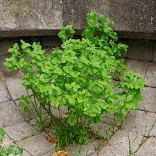 Einer wolfsmilch entströmt weißer milchsaft, der es in sich hat. Garten Wolfsmilch Euphorbia Peplus