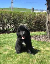 How much do newfoundland puppies cost? Newfoundland Dog Puppies For Sale Reading Pa 198186