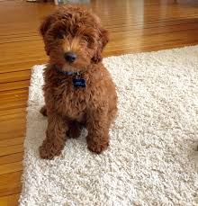 How much do goldendoodles puppies for sale cost? F 1 B