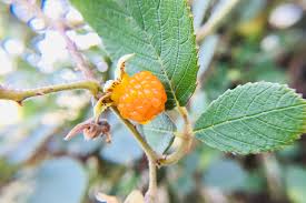 Image result for Rubus ellipticus