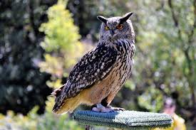 Owl Real Birds Of Prey Night Free Photo On Pixabay Категория в проекте викимедиа (ru); owl real birds of prey night free