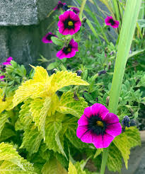 In the landscape, gazania is a heat tolerant annual that needs little care. New Annuals For Canada Annuals Gardening Horticulture