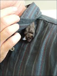Bird And Pet Clinic Of Roseville Cuteness Overload 3 Bat Roosting On His Humans Shoulder Cute Bat Cute Animals Animals Beautiful