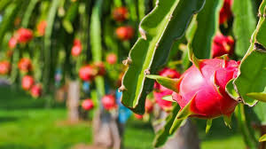 Red Dragon Fruit