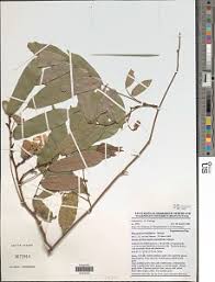 Image result for Platysepalum