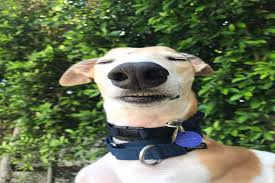 I filmed my dog whenever he cried or was nasty for 24 hours. Jenna Marbles Dogs Are The True Stars Of Youtube Study Breaks