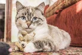 Lágrimas y hasta un chiste: Por Que El Dia Del Gato Se Celebra Tres Veces Al Ano En Argentina Y En El Mundo Entrelineas Info