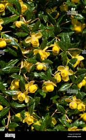 Image result for Berberis verruculosa