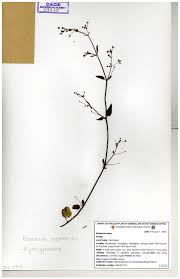 Image result for Boerhavia repens