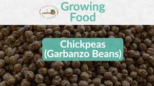 Chickpeas require a long growing season; Chickpeas Garbanzo Beans How To Grow And When To Plant In Your Backyard Or Patio Garden From Seed To Spoon Vegetable Garden Planner Mobile App