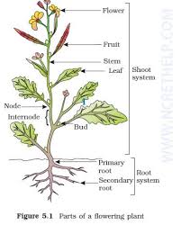 Parts Of A Flowering Plant Parts Of A Plant Biology Plants Plants