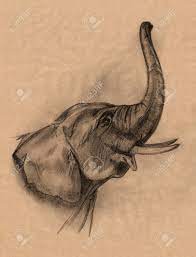 Como dibujar un elefante facil. Cabeza De Elefante Lapiz De Dibujo En Tonos De Marron Fotos Retratos Imagenes Y Fotografia De Archivo Libres De Derecho Image 17191541