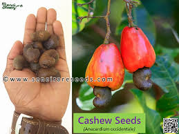 Image result for Anacardium