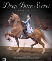 Rwc Deep Blue Secret Ssh Horses American Saddlebred Horses Horse Spirit Animal Race Horse Breeds