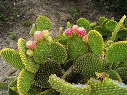 2011 january 21 « niqnaq. How To Grow And Care For A Bunny Ears Cactus Cactus Plants Outdoor Cactus Plants Bunny Ear Cactus