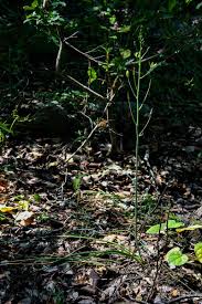 Image result for Albuca kirkii