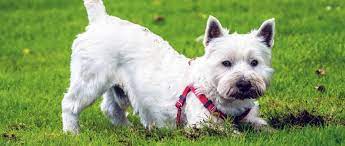 A dog digging into couch cushions, blankets, or carpets is typically a sign your dog is naturally nesting into a comfortable bed. How To Get Your Dog To Stop Digging The Humane Society Of The United States
