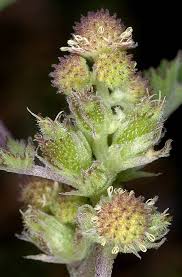 Image result for Xanthium