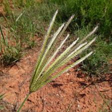 Image result for Chloris