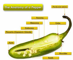 If you love the taste of jalapenos but can't take the heat, the tam jalapeno for you! Jalapeno Peppers All About Them Chili Pepper Madness