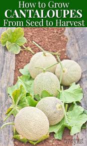 Check spelling or type a new query. How To Grow Cantaloupe In Your Garden From Seed To Harvest