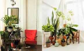 Indoor Plants Decor Ideas Living Room Plants Room With Plants Plant Decor Indoor