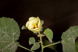 Image result for Hibiscus schinzii