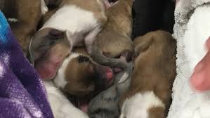 A better english setter rescue. Some Animals Seized From Maine Home Will Soon Be Up For Adoption At Animal Refuge League Wgme
