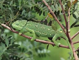Chameleon Wishes Environment Would Occasionally Adapt To Him Chameleon Adaptations Environment