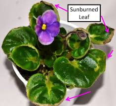Please remember to add shipping to your order. Brown Leaves On African Violet Plants Baby Violets African Violets African Violets Plants Violet Plant