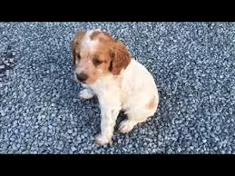 Chiots Epagneul Breton De 2 Mois Youtube