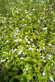 Image result for Emilia transvaalensis