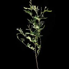Image result for Fabaceae subfamily Mimosoideae