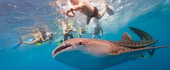 Image result for Beach Tours Mexico images