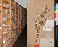 Image result for Blepharis buchneri