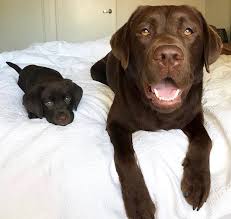 Epingle Par Mihana Ho Sur Animals Types De Chiens Labrador Chocolat Chien