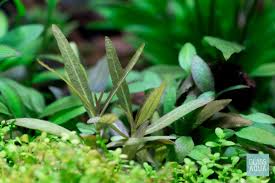 Image result for Hygrophila uliginosa