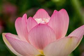 Image result for Lotus