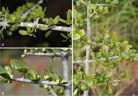 Image result for Pyrostria phyllanthoidea
