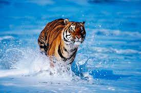 Bengal Tiger Tiger Wallpaper Animal Wallpaper Hd Wallpapers For Pc
