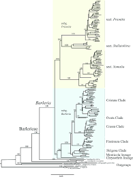 Image result for Barleria whytei