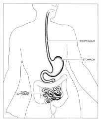 File Esophagus Stomach Small Intestine Jpg Wikimedia Commons I encourage you to draw with your child. file esophagus stomach small
