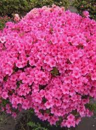 Pin By Luiza Mara On My Heart Flowering Bushes Evergreen Shrubs Azalea Flower