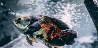 Ikan dapat menunjukkan rekasi terhadap perubahan fisik air maupun terhadap adanya senyawa pencemar yang terlarut dalam batas kosentrasi tertentu. Sangar 5 Ikan Predator Yang Cocok Dipelihara Untuk Pemula Portal Jember Halaman 2