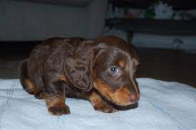 Long haired dachshund at a glance. Miniature Long Haired Dachshund Chocolate And Tan London East London Pets4homes