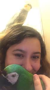 What other Parrots can live with Cockatiel..?? Budgie or something else..!