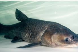 Aliya yalaya usual two call same follow-ups at this service.