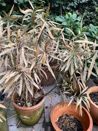 Zamrznjeni poganjki so videti rjavi in se izsušijo, zato jih morate močno. Garten Melanie Unterberg Publicacoes Facebook