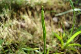 Image result for Ophioglossum reticulatum